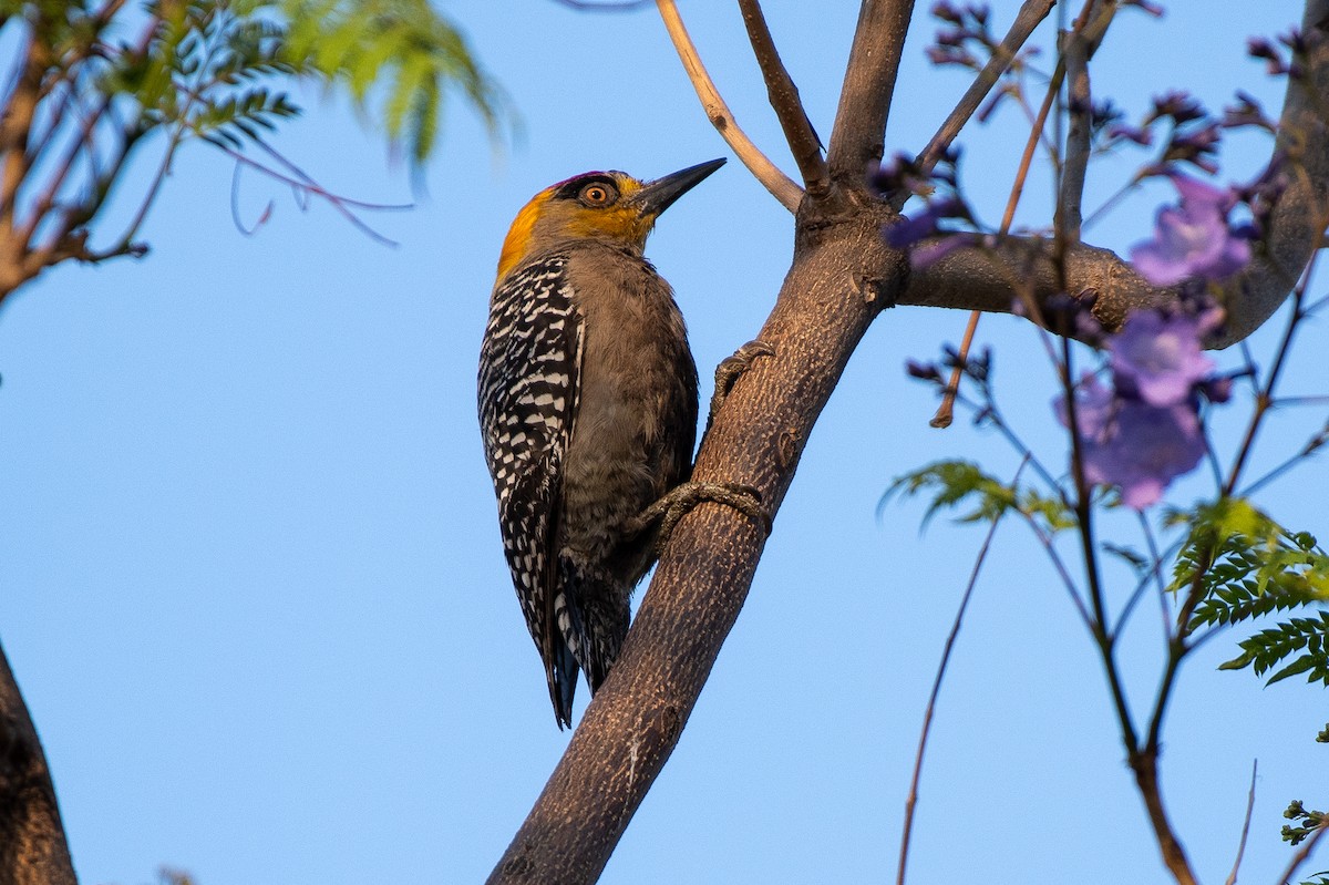 Golden-cheeked Woodpecker - ML313941441