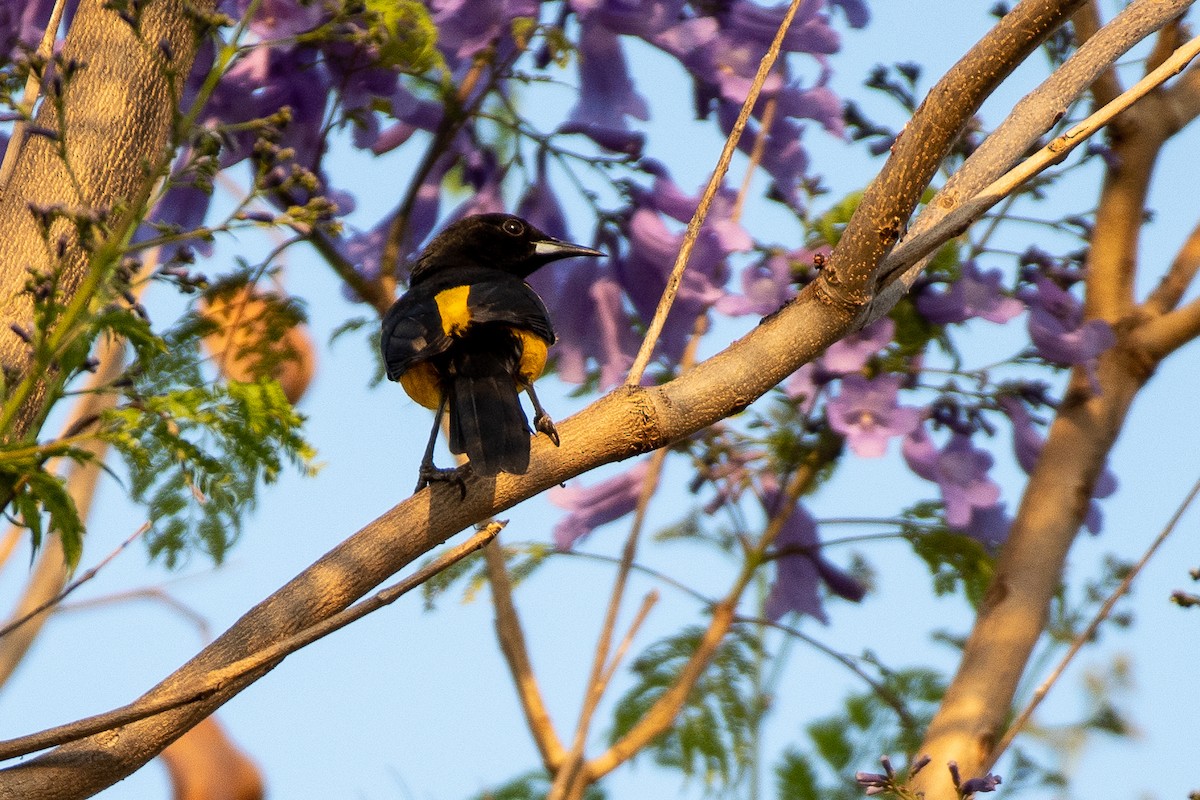 Black-vented Oriole - German Garcia