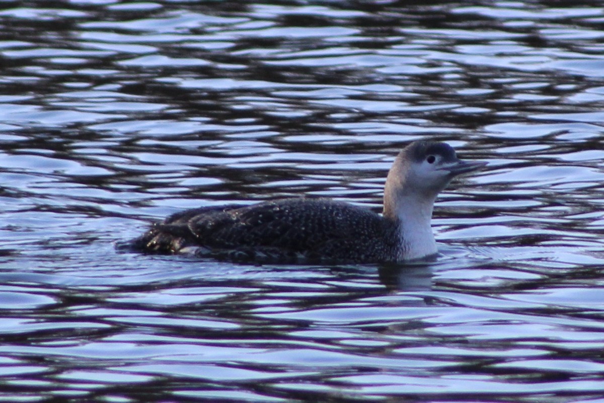 Red-throated Loon - ML313945181