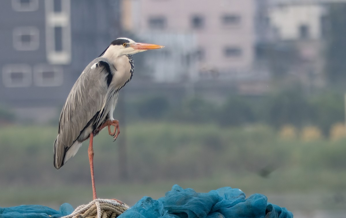 Gray Heron - Kalpesh Krishna