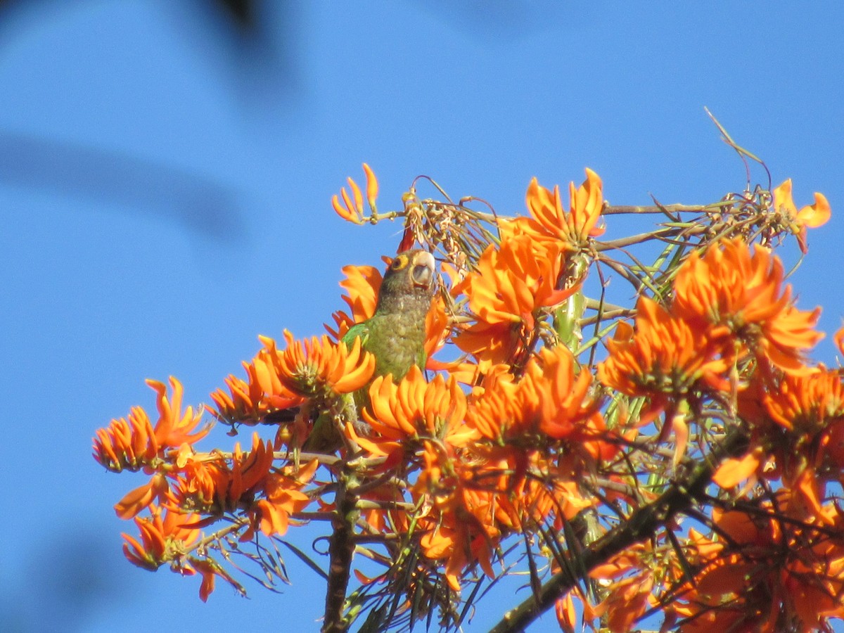 Orange-fronted Parakeet - Edwin Calderon