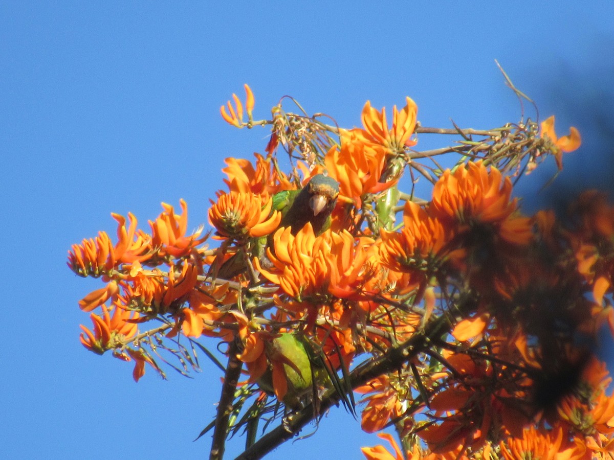 Orange-fronted Parakeet - Edwin Calderon