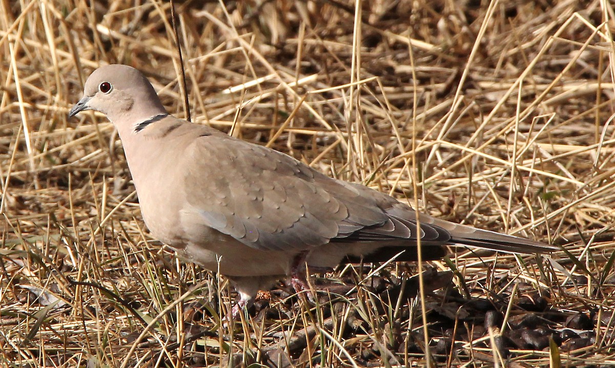 Eurasian Collared-Dove - ML313948461