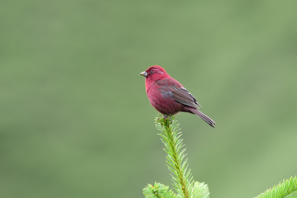 Taiwan Rosefinch - Tatsutomo Chin