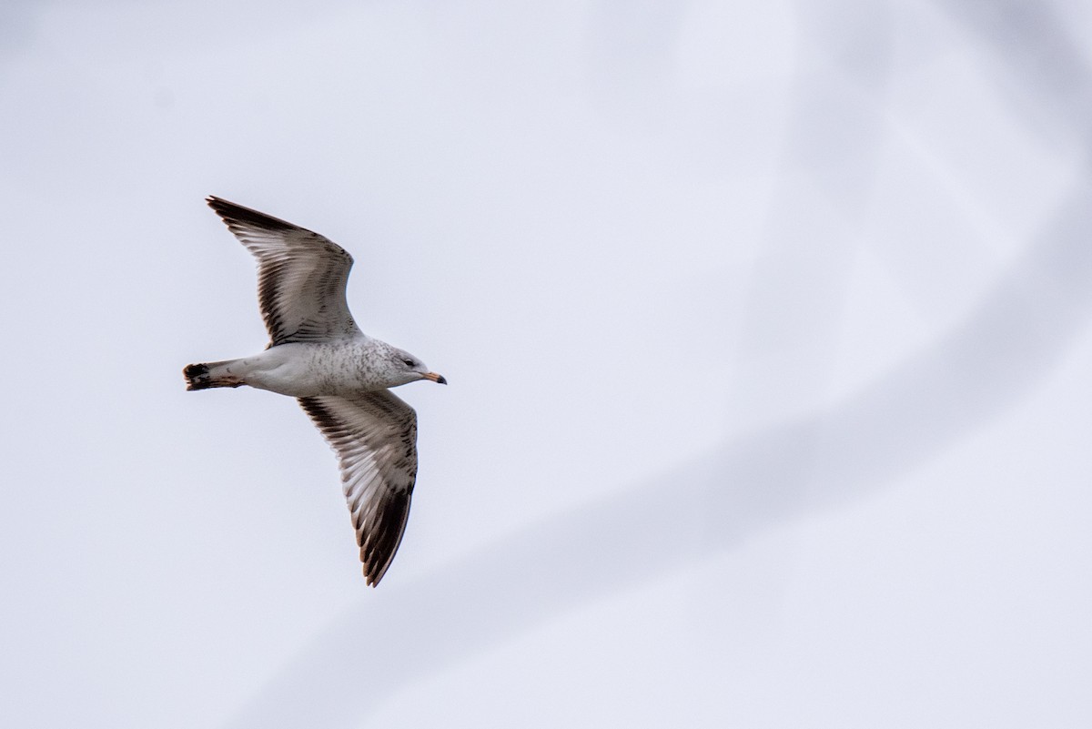 Ring-billed Gull - ML313950801