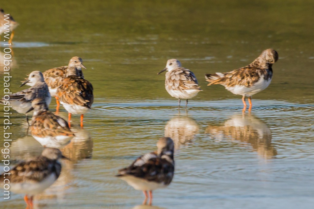 Bécasseau sanderling - ML31395381