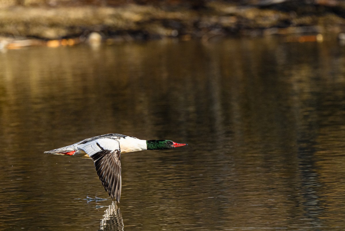 Common Merganser - Ken Miracle