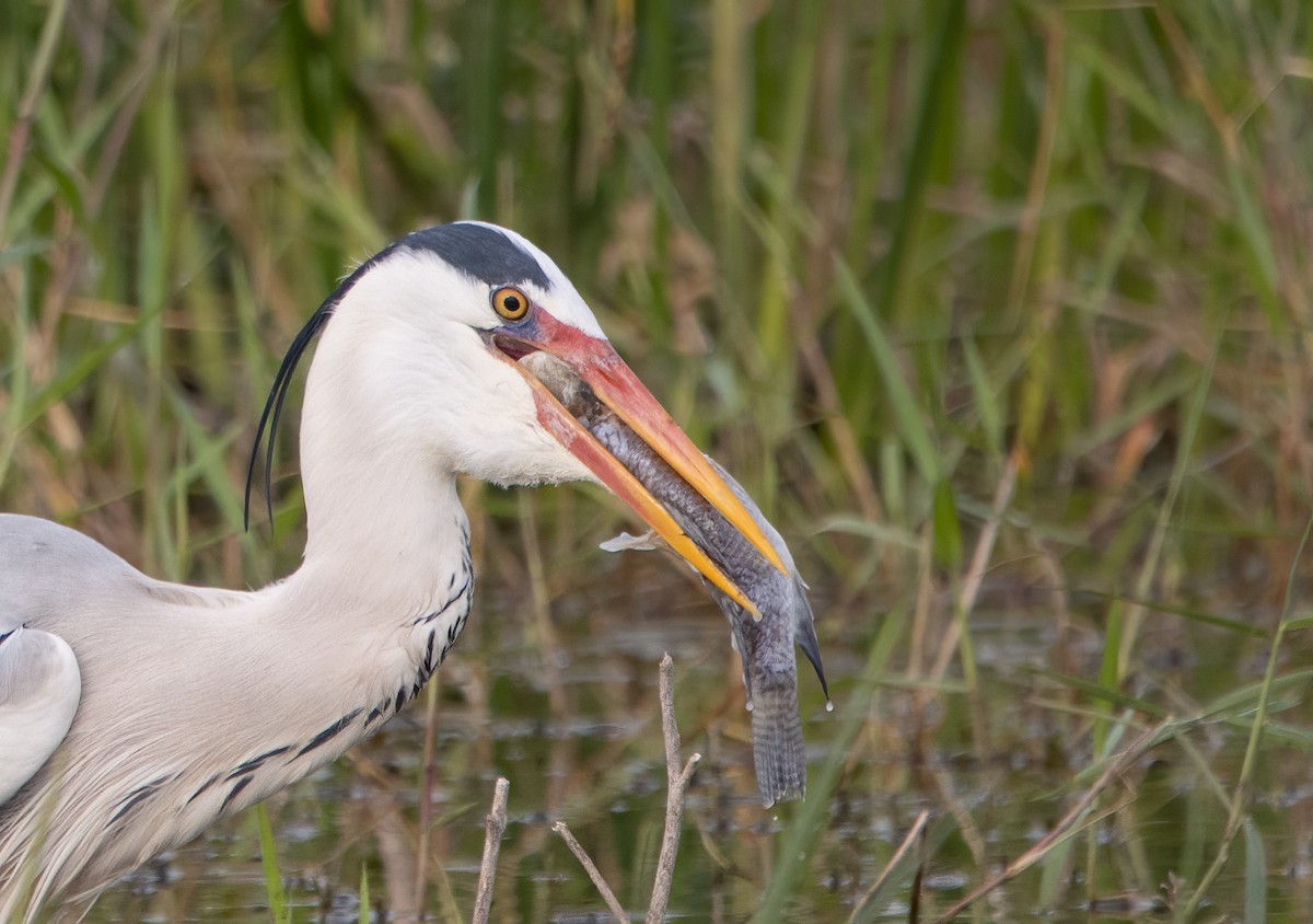 Gray Heron - Kalpesh Krishna