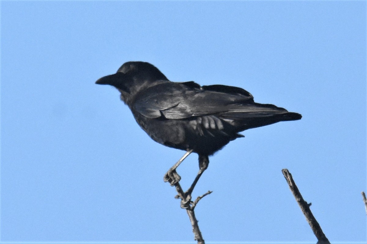 American Crow - ML313955381