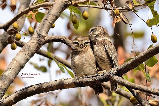 Spotted Owlet - Jeetendra Chaware