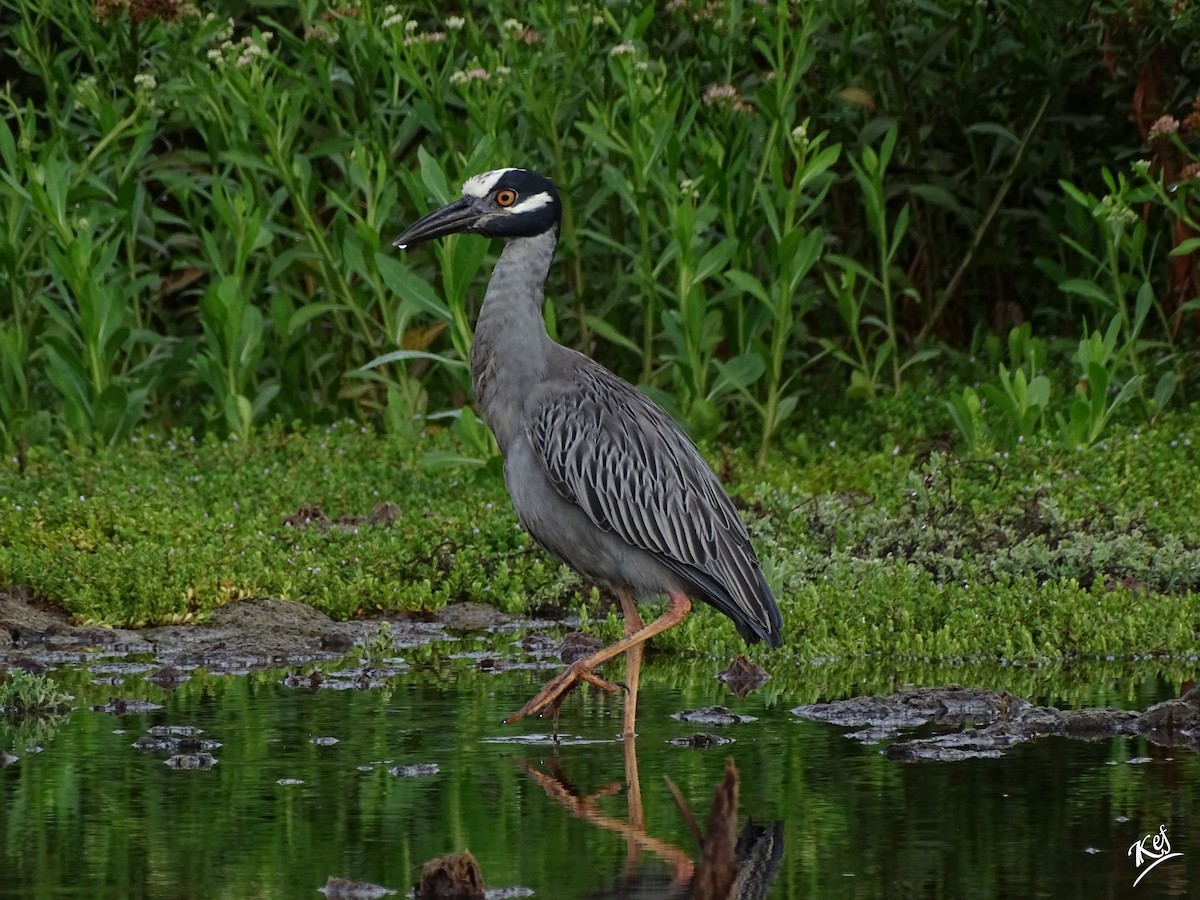 Yellow-crowned Night Heron - ML313958871