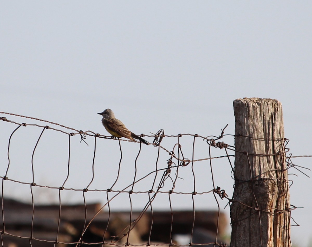 Western Kingbird - Jessie  Brantwein