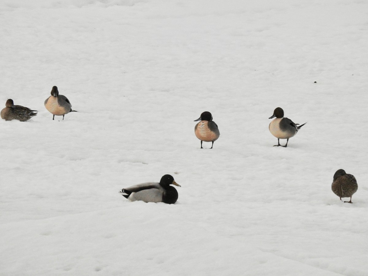 Northern Pintail - ML313959661