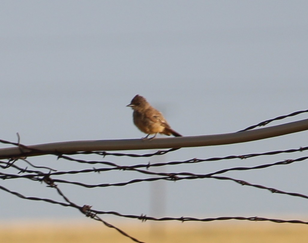 Say's Phoebe - ML31395991