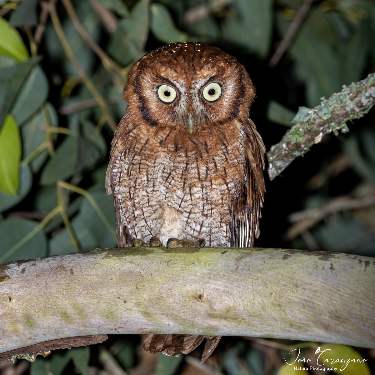 Tropical Screech-Owl - João Octávio Caranzano Moraes