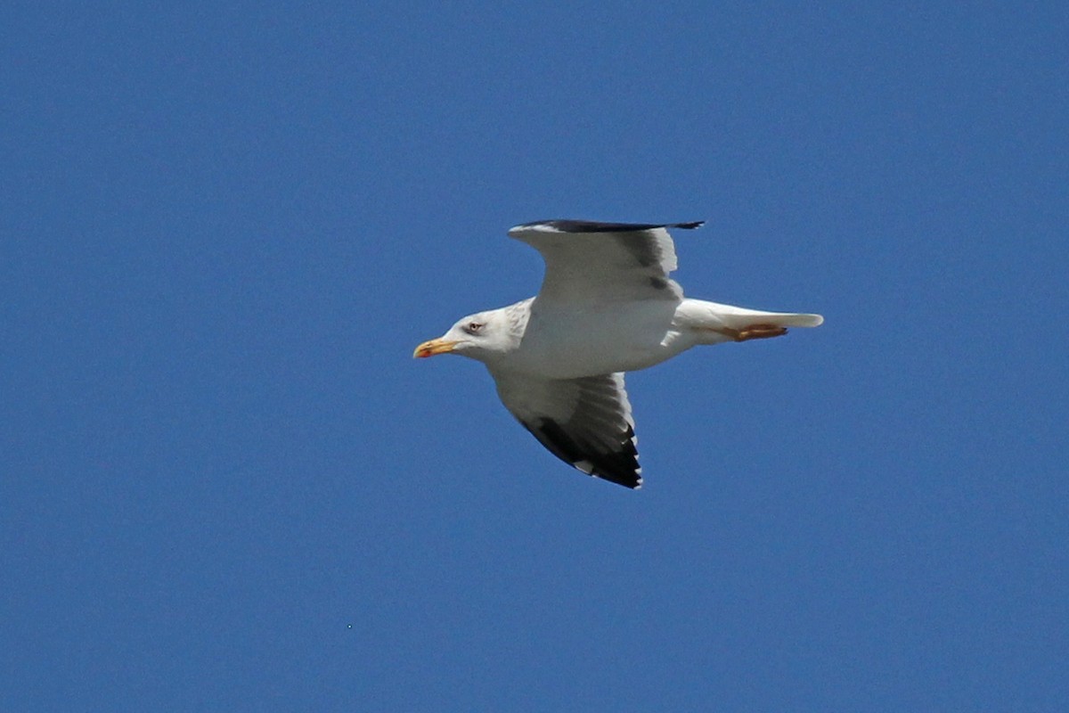 Lesser Black-backed Gull - ML313964111