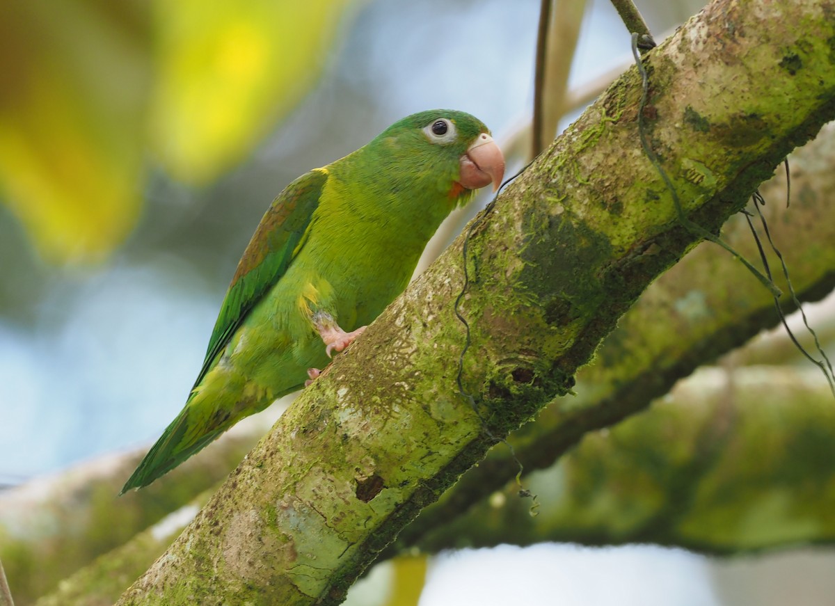 Orange-chinned Parakeet - ML313964521