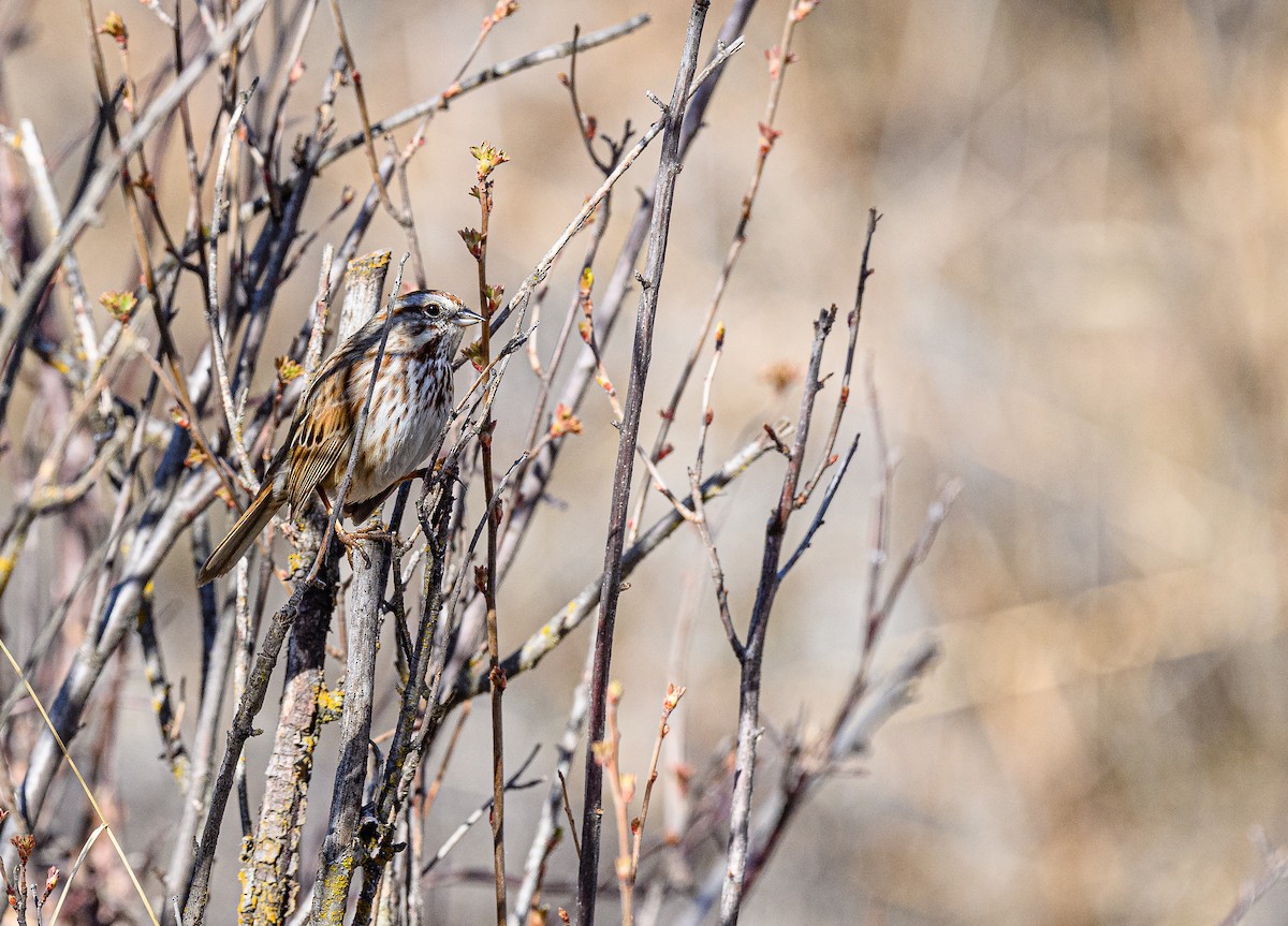 Song Sparrow - ML313965441