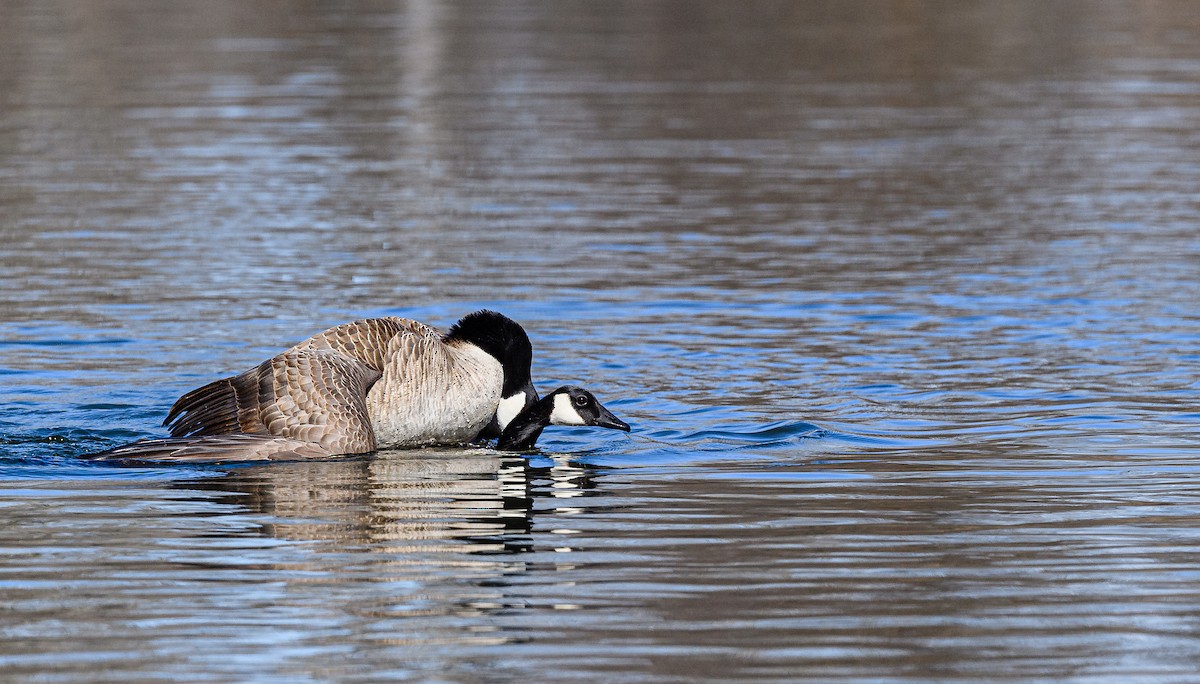 Canada Goose - ML313965501