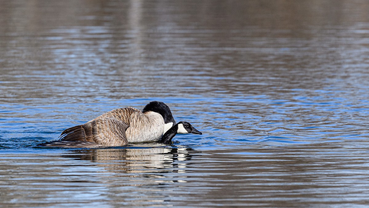 Canada Goose - ML313965511