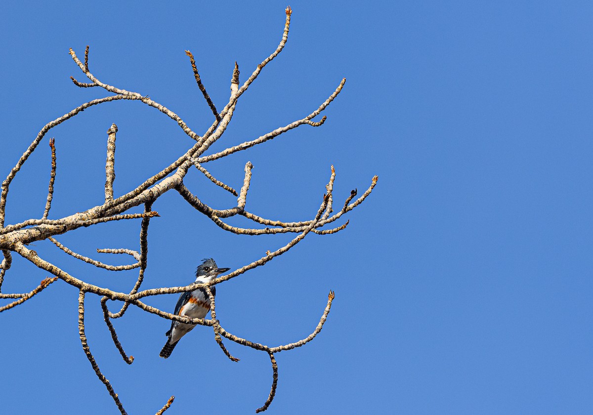 Belted Kingfisher - Ken Miracle