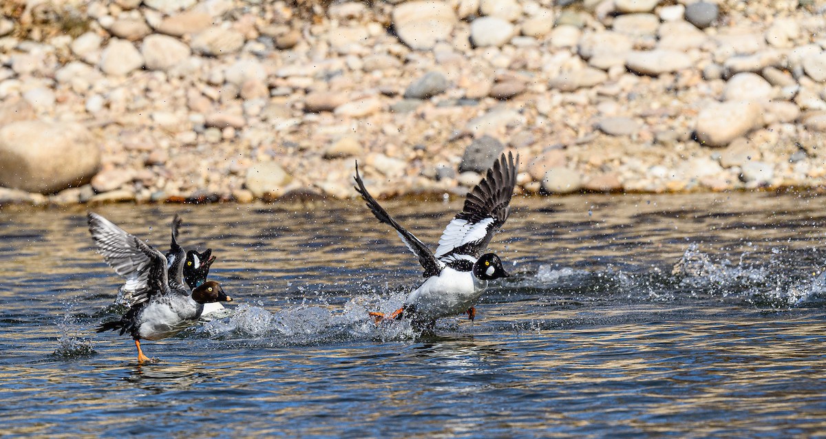 Common Goldeneye - ML313965731