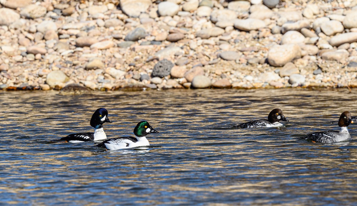 Barrow's Goldeneye - ML313965771