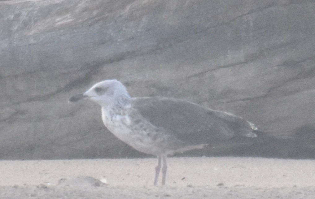 Lesser Black-backed Gull - ML31396591