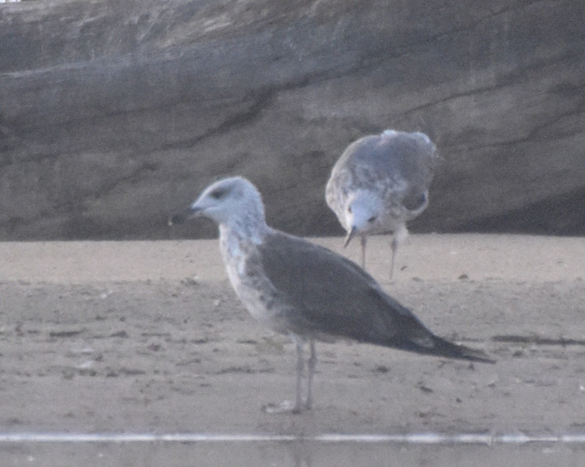 Lesser Black-backed Gull - ML31396601