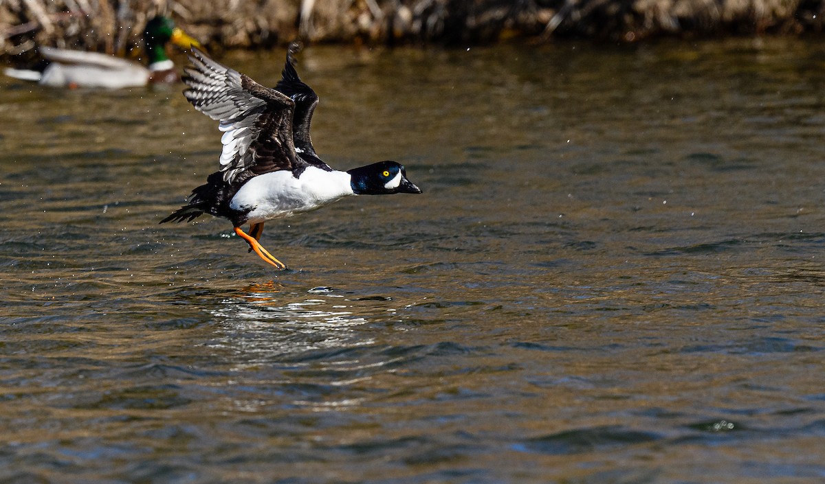 Barrow's Goldeneye - ML313966191