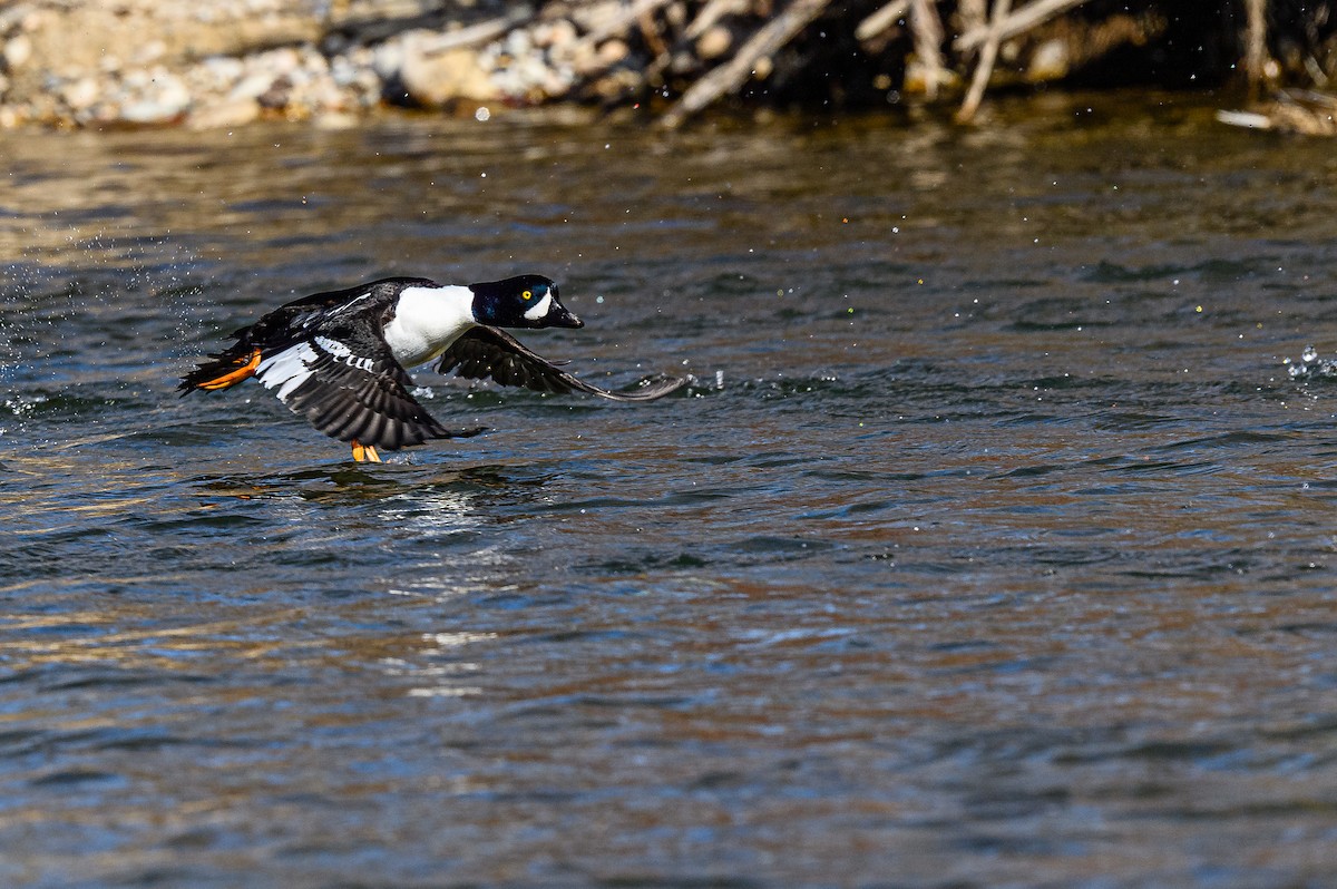 Barrow's Goldeneye - Ken Miracle