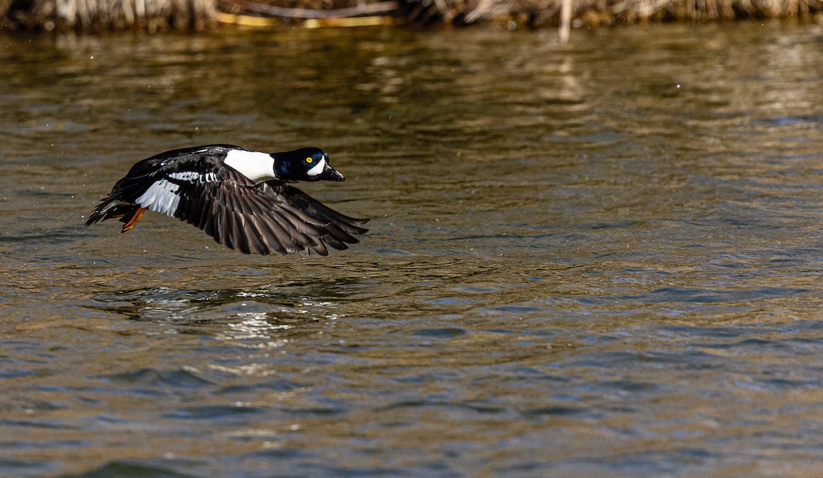 Barrow's Goldeneye - ML313966211