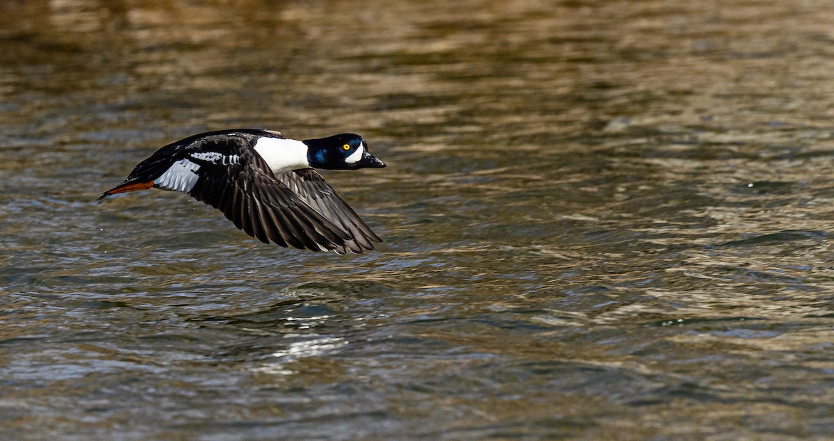 Barrow's Goldeneye - ML313966331