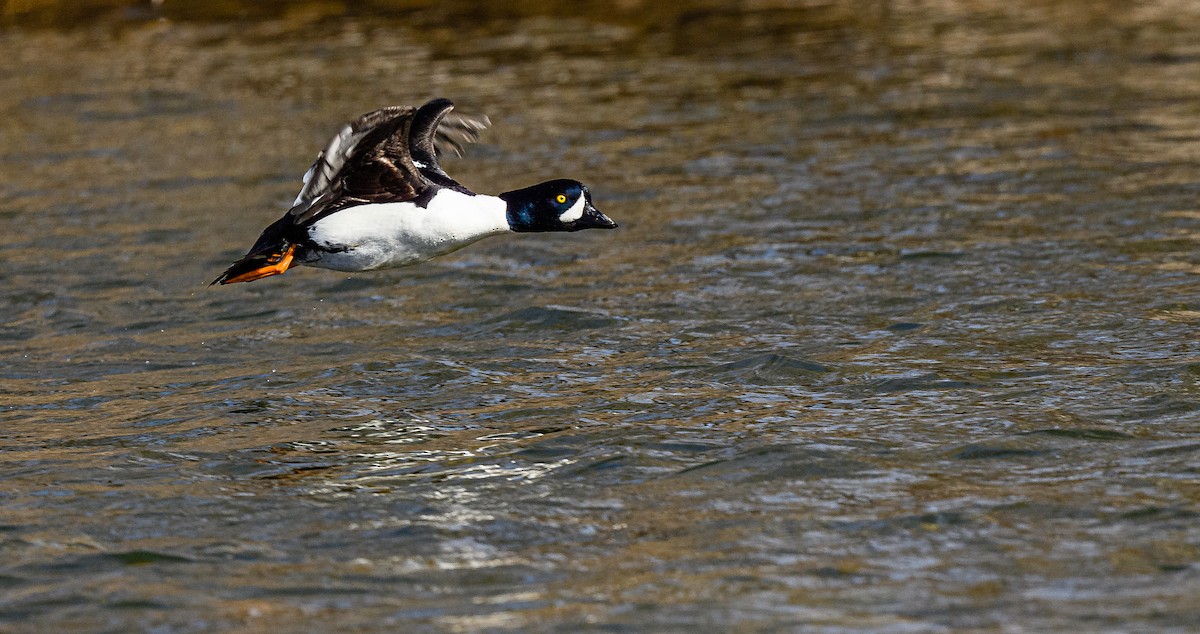 Barrow's Goldeneye - ML313966371