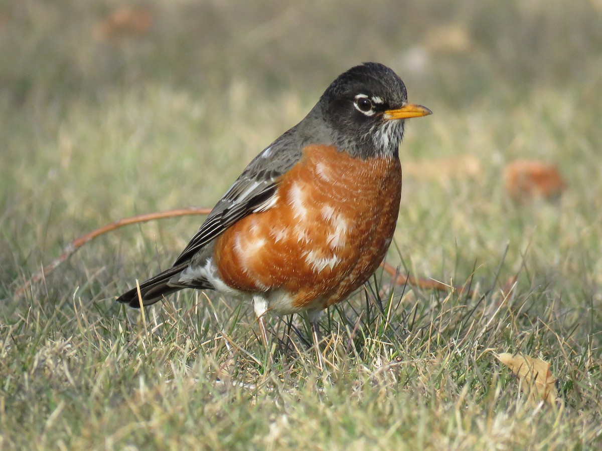 American Robin - ML313966681