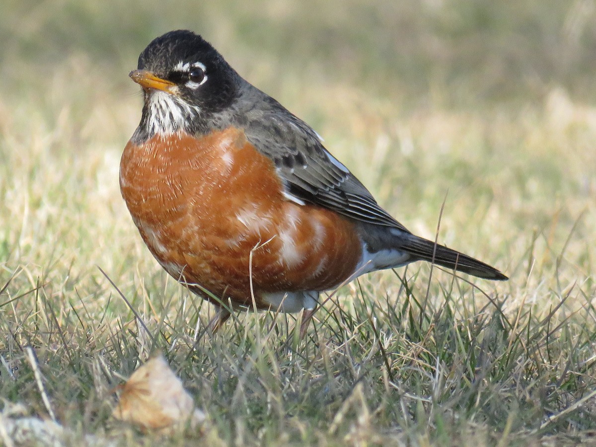 American Robin - ML313966691