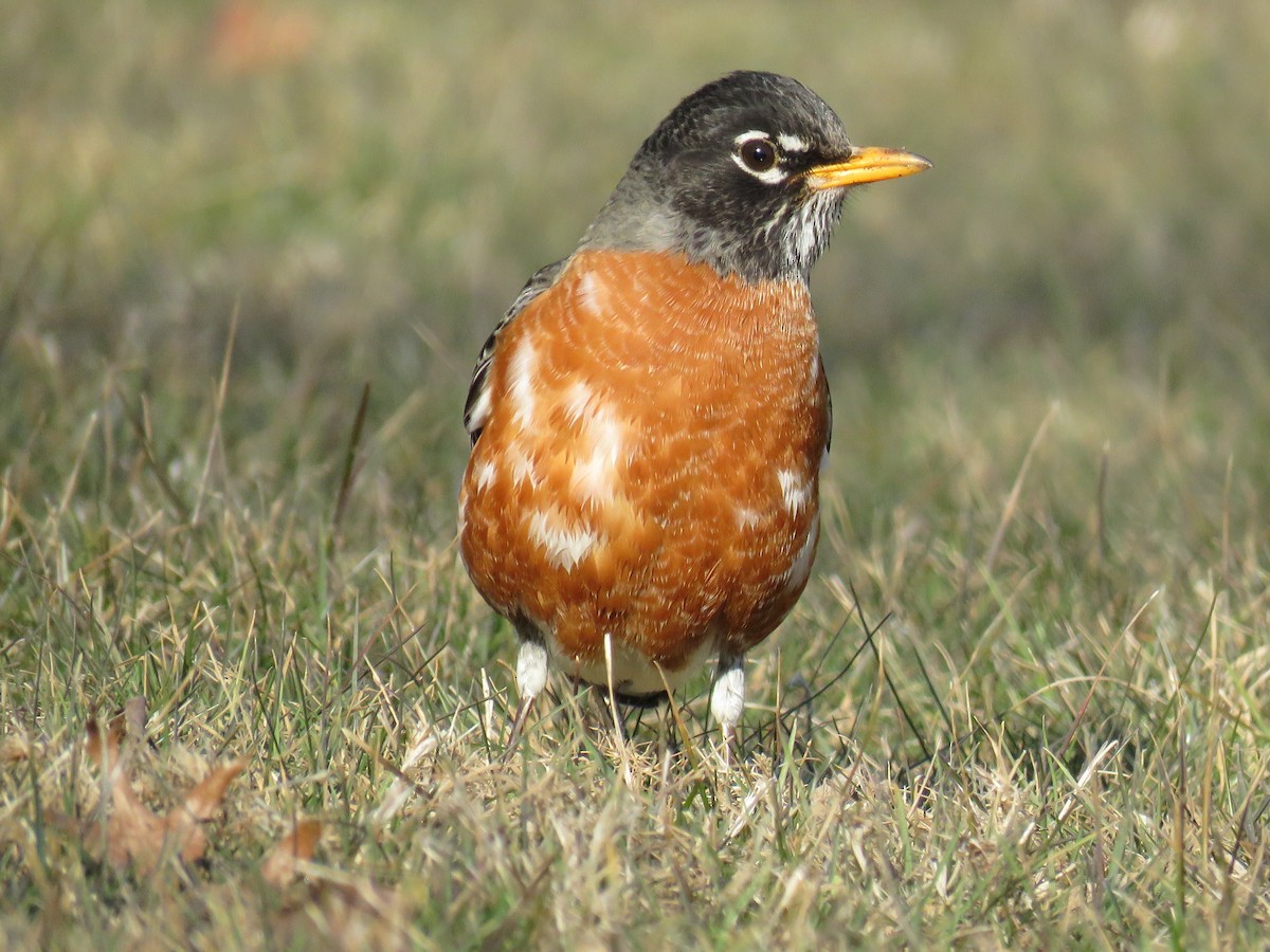 American Robin - ML313966711