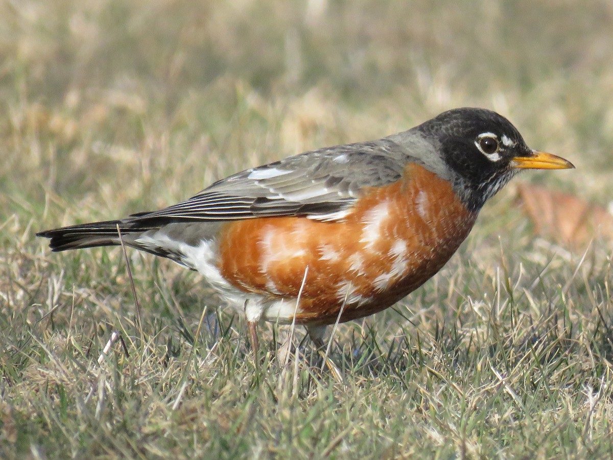 American Robin - ML313966721