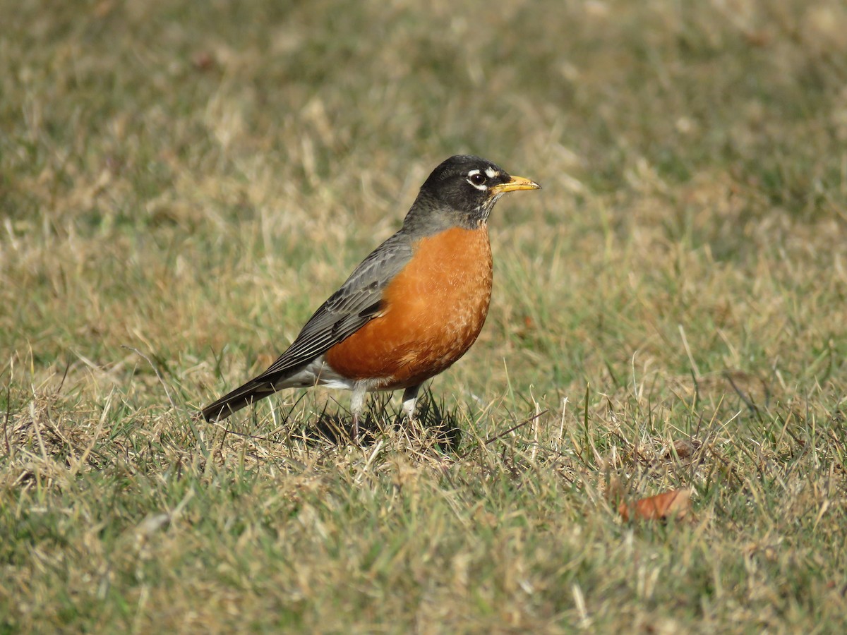 American Robin - ML313966841