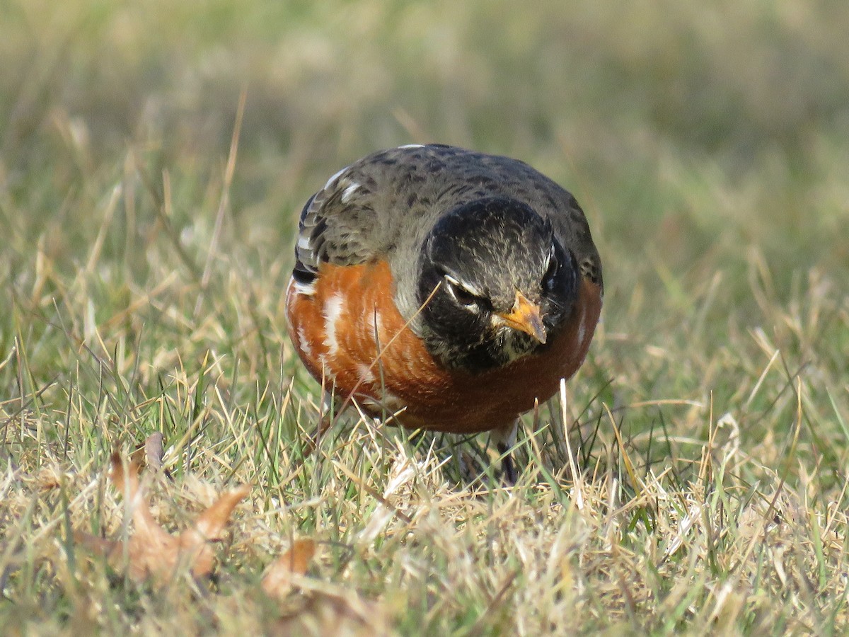 American Robin - ML313967061