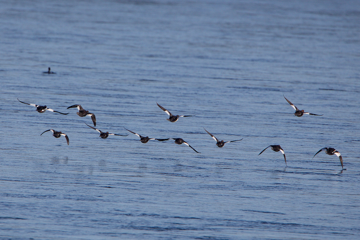 Porrón Osculado - ML313969501