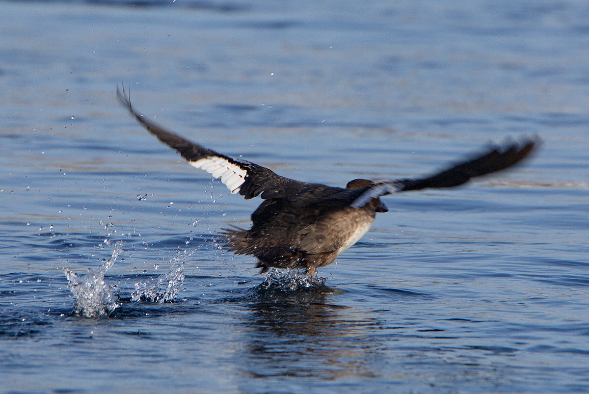 Porrón Osculado - ML313969551