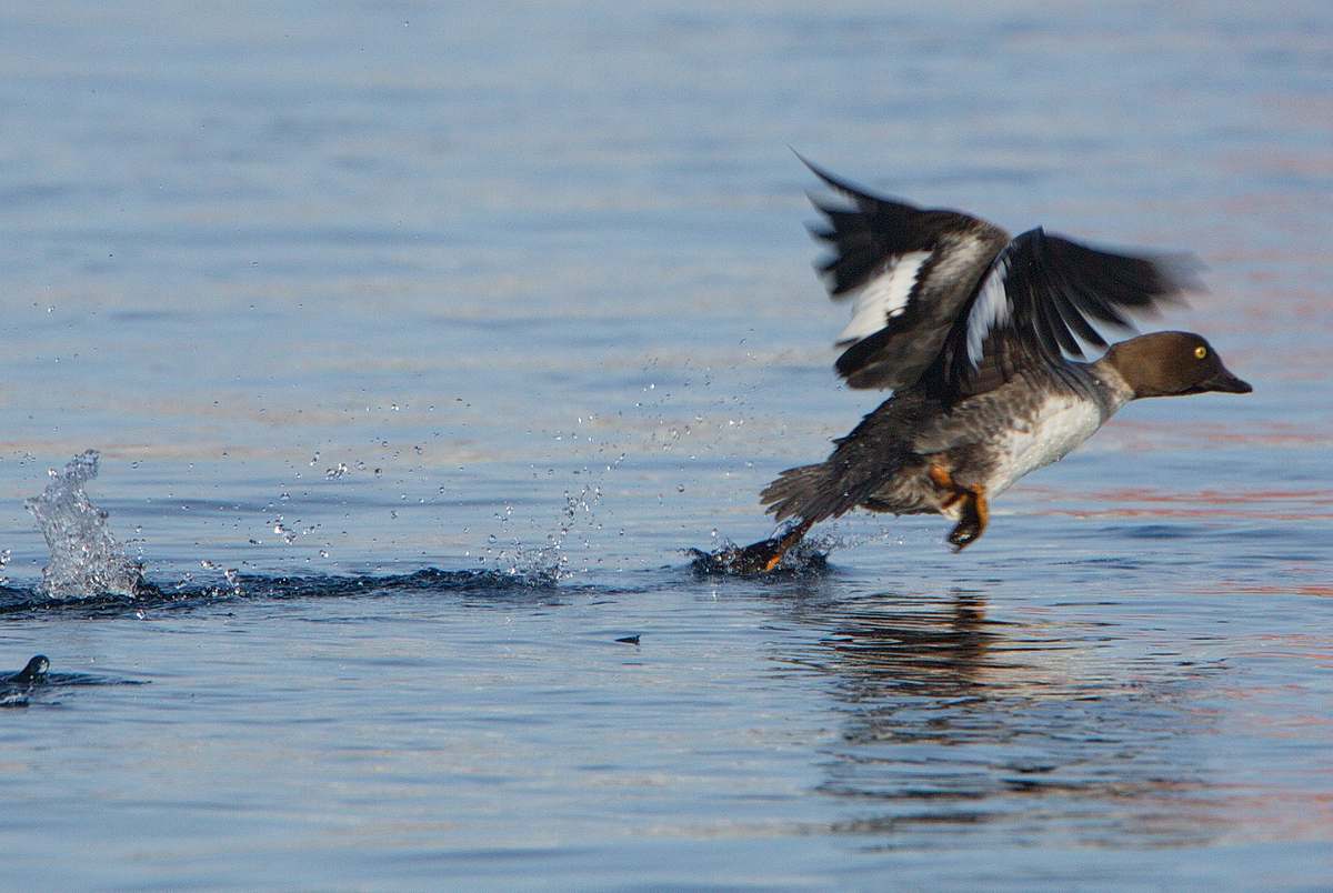 Porrón Osculado - ML313969601