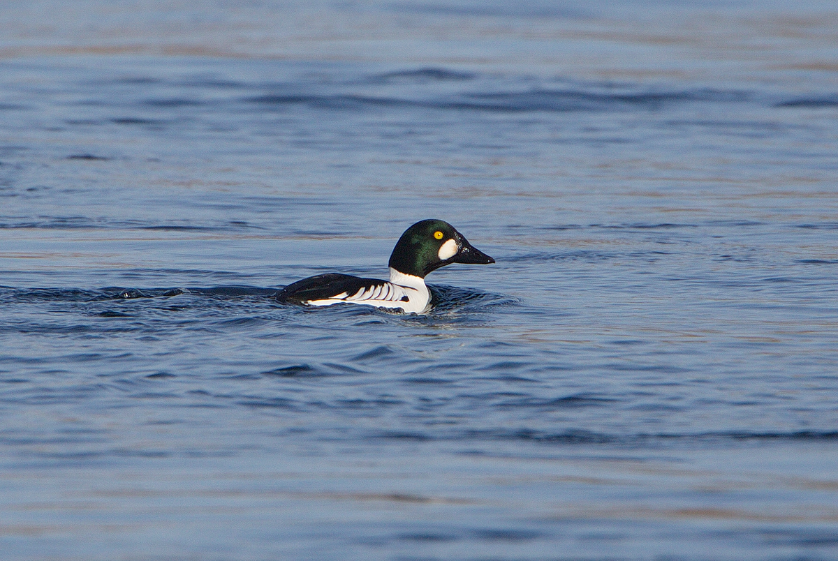 Porrón Osculado - ML313969621