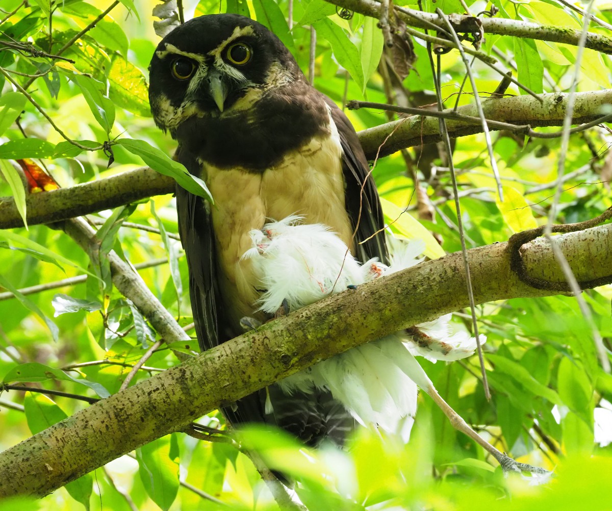 Lechuzón de Anteojos - ML313970021