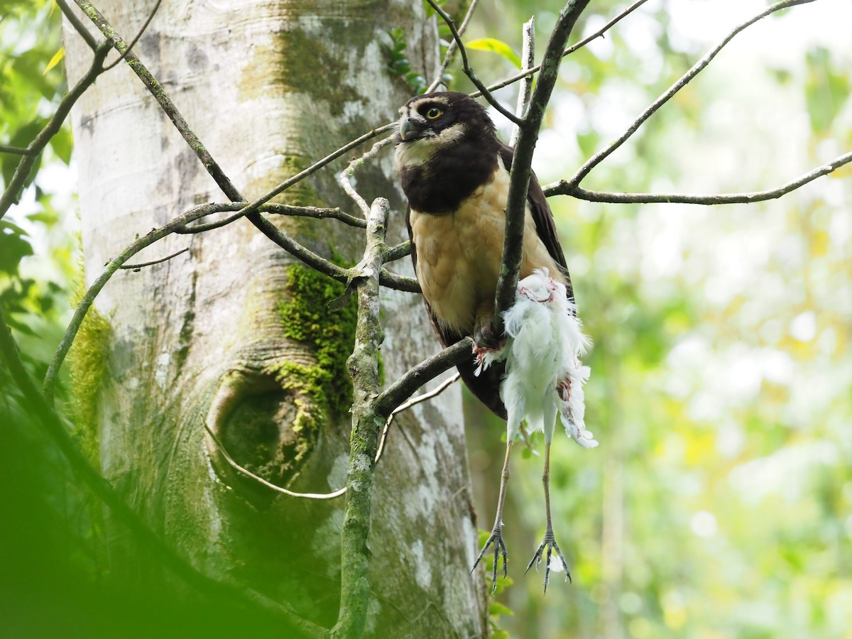 Spectacled Owl - ML313970431