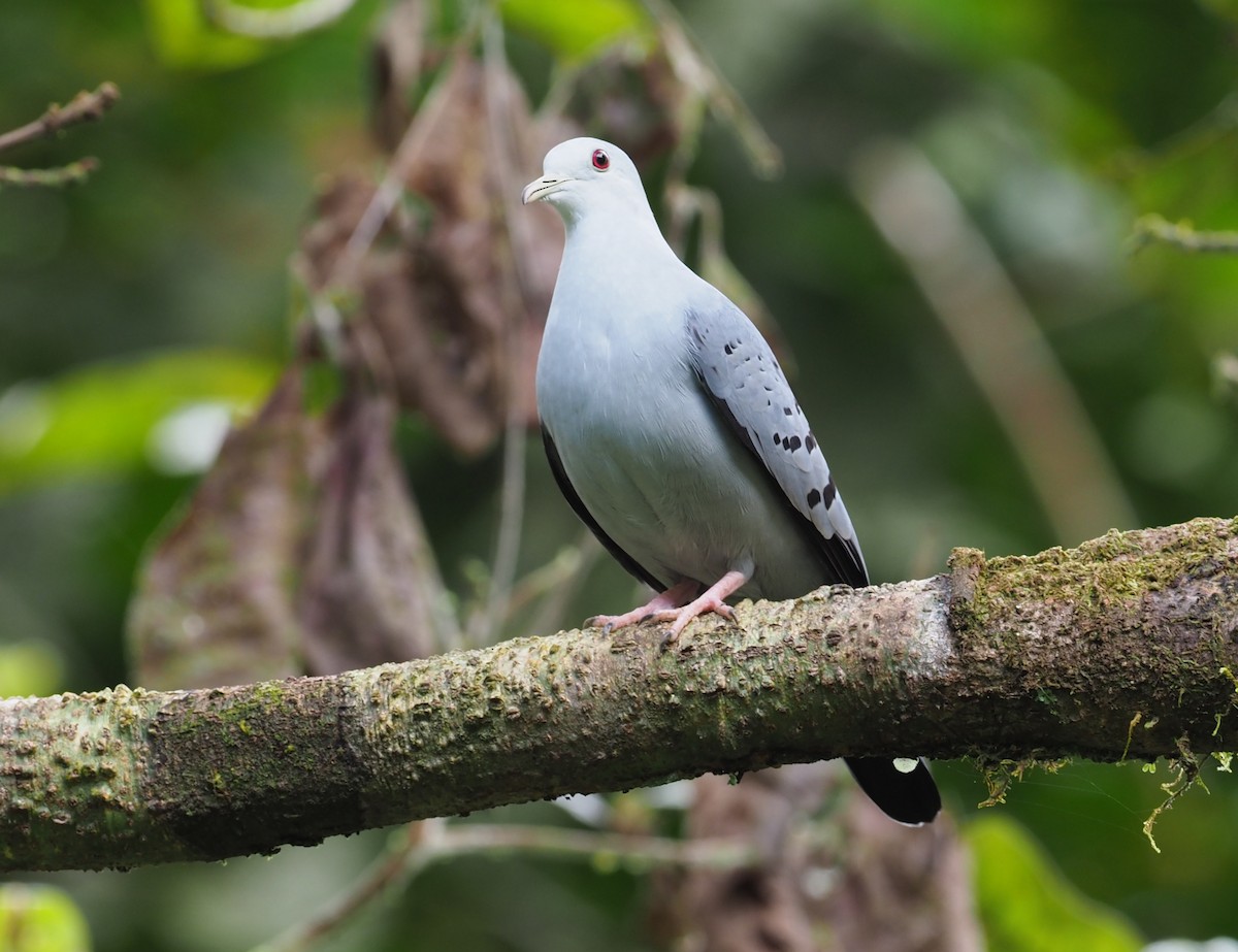 Blue Ground Dove - ML313970581