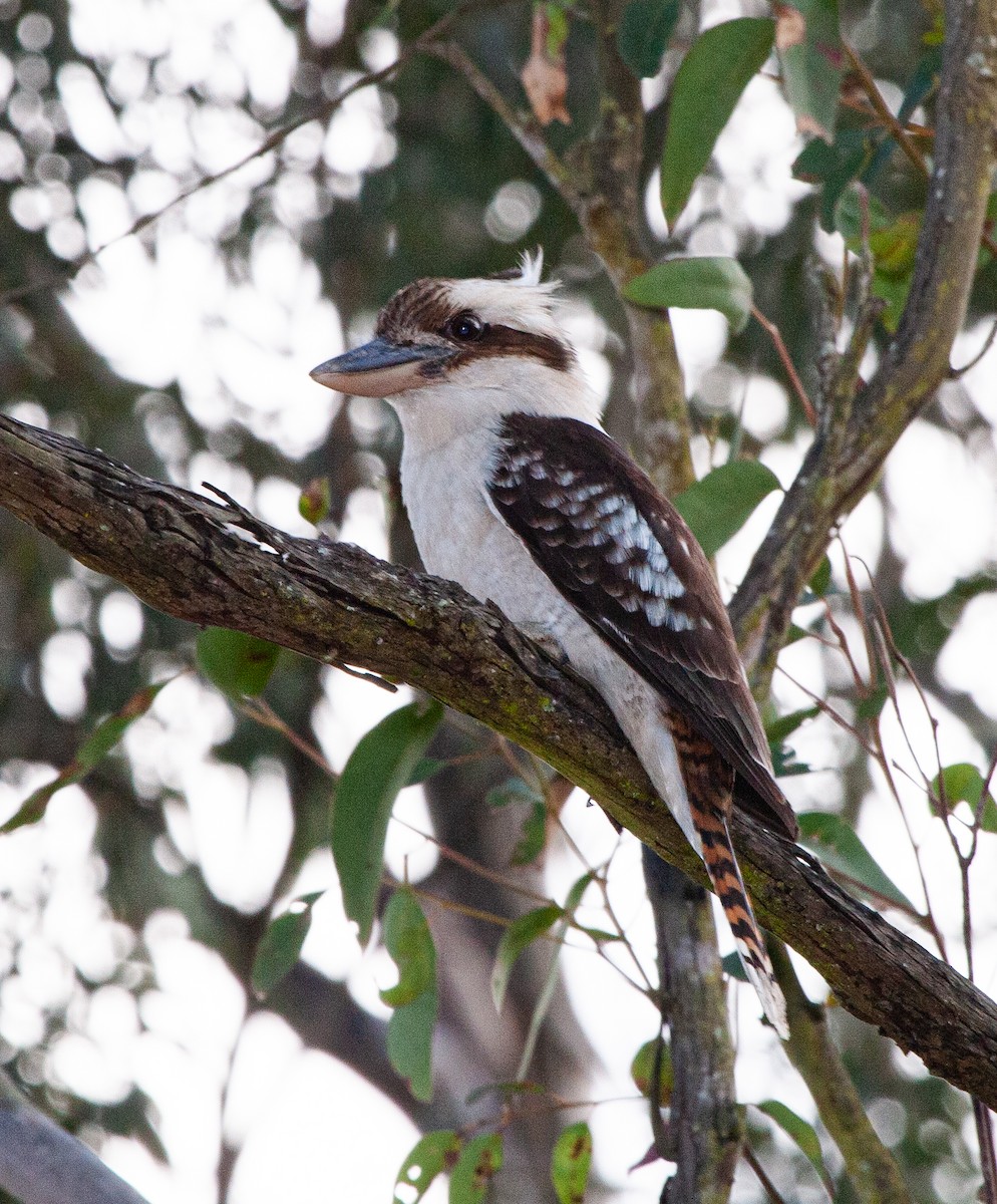 Laughing Kookaburra - ML313970921