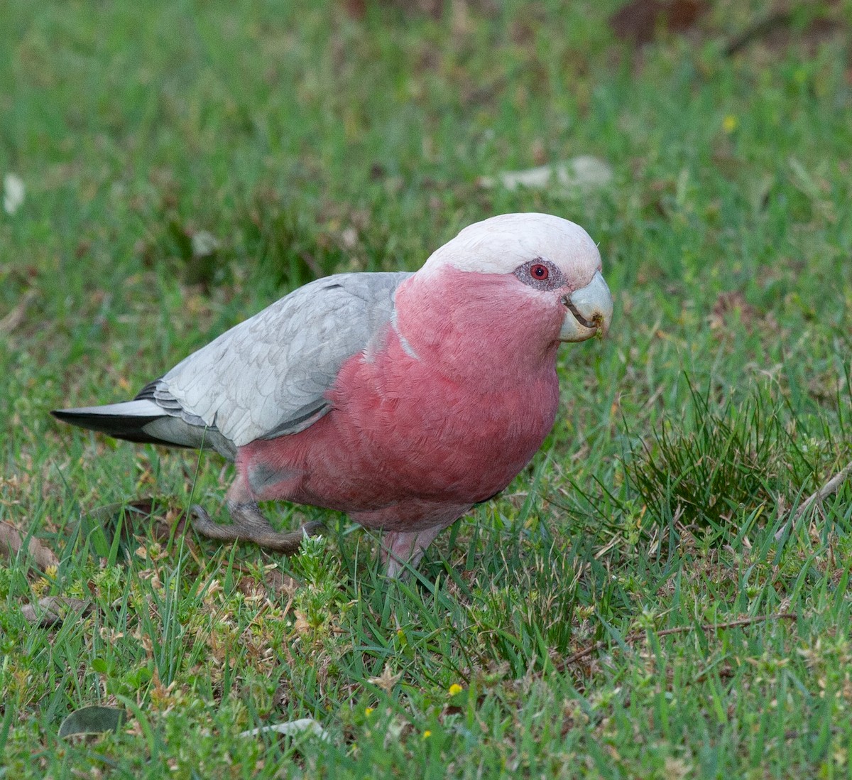 Cacatúa Galah - ML313971121