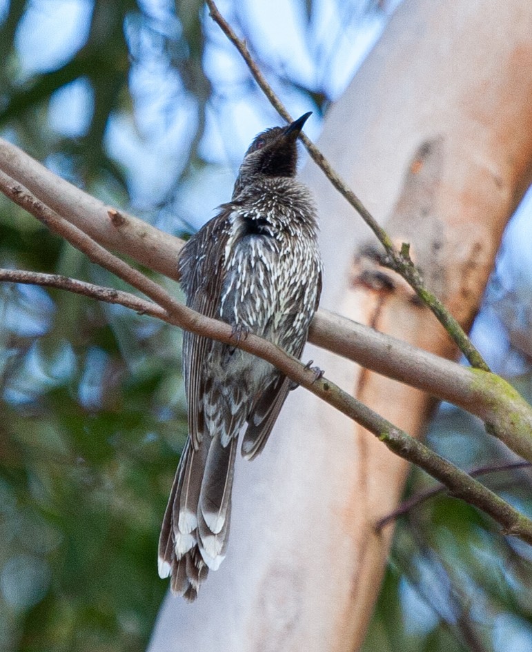 Little Wattlebird - ML313971531